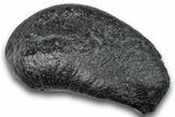 Fossil Whale Ear Bone - South Carolina #248395-1